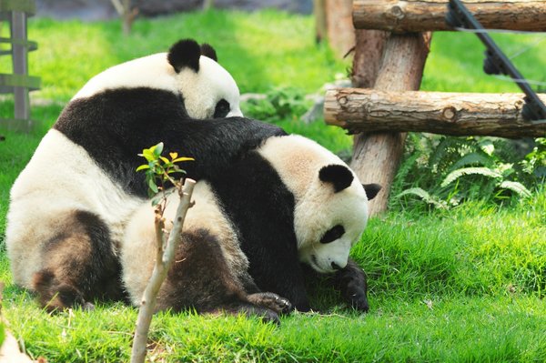 Où observer les pandas géants dans leur habitat naturel en Chine : réserves et conseils ?